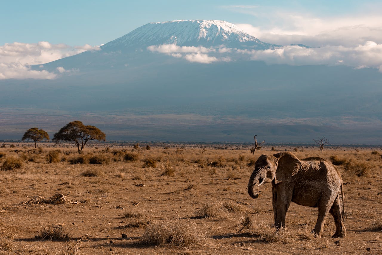 kilimajaro tanzania